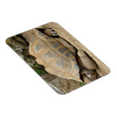 Glimlachende Schildpad Magneet (Rechterzijde)