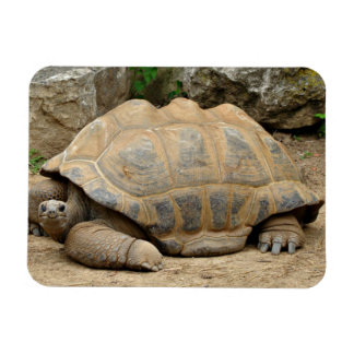 Glimlachende Schildpad  Magneet