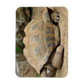 Glimlachende Schildpad Magneet (Verticaal)