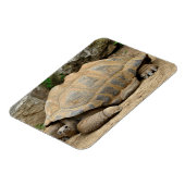 Glimlachende Schildpad Magneet (Linkerzijde)