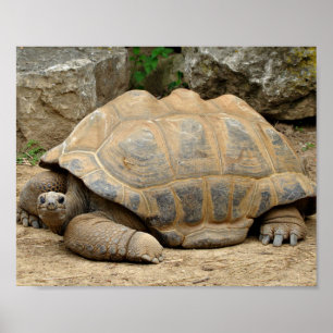 Glimlachende Schildpad Poster