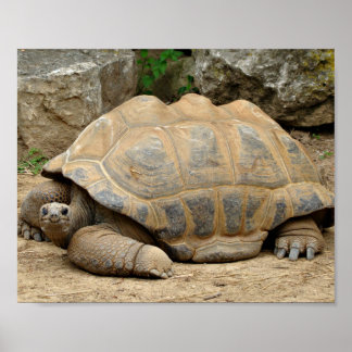 Glimlachende Schildpad Poster