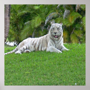 Glimlachende Witte Tijger en Palmboom Poster