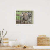 Glimlachende zebra poster (Keuken)