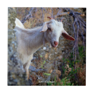 glimlachte geit tegeltje