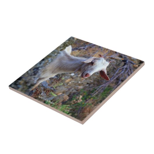 glimlachte geit tegeltje (Zijkant)