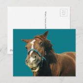 glimlachte paarden briefkaart (Voorkant / Achterkant)