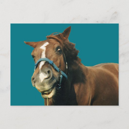glimlachte paarden briefkaart (Voorkant)