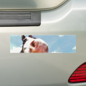 glimlachte paarden bumpersticker (Op auto)