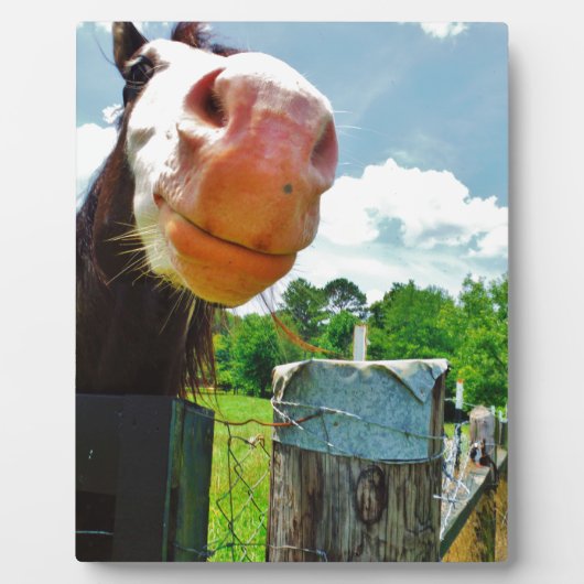 glimlachte paarden fotoplaat (Voorkant)