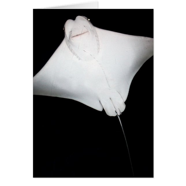 glimlachte Ray (Voorkant)