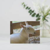 glimlachte schapen briefkaart (Staand voorkant)