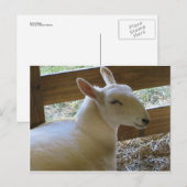 glimlachte schapen briefkaart (Voorkant / Achterkant)