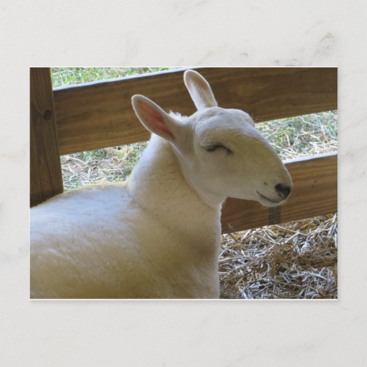 glimlachte schapen briefkaart (Voorkant)