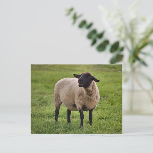 glimlachte schapen briefkaart (Staand voorkant)