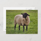 glimlachte schapen briefkaart (Voorkant / Achterkant)