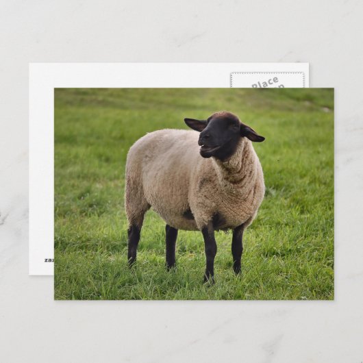 glimlachte schapen briefkaart (Voorkant / Achterkant)