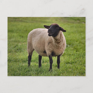 glimlachte schapen briefkaart