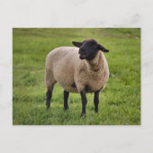 glimlachte schapen briefkaart (Voorkant)