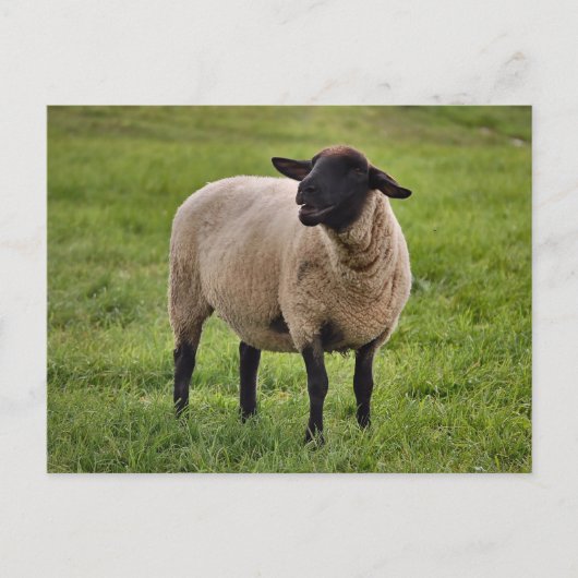 glimlachte schapen briefkaart (Voorkant)