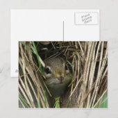glimlende Chipmunk Briefkaart (Voorkant / Achterkant)