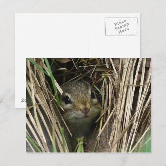 glimlende Chipmunk Briefkaart (Voorkant / Achterkant)