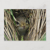 glimlende Chipmunk Briefkaart (Voorkant)