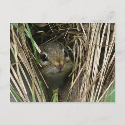glimlende Chipmunk Briefkaart (Voorkant)