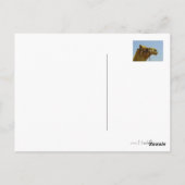 Glimlende kameel in profiel briefkaart (Achterkant)