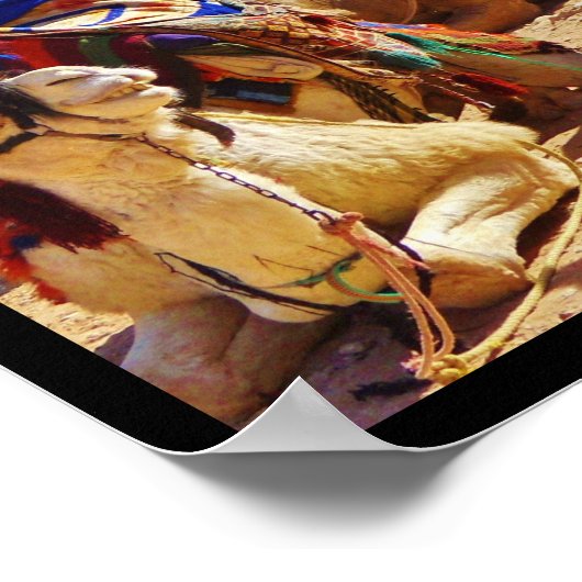 Glimlende kamelen poster (Hoek)