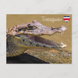 Glimlende krokodil in Tortuguero - Costa Rica Briefkaart