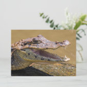 Glimlende krokodil in Tortuguero - Costa Rica Kaart (Staand voorkant)