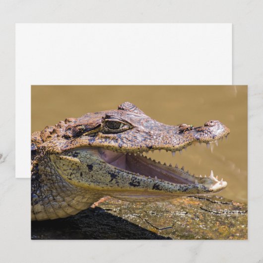 Glimlende krokodil in Tortuguero - Costa Rica Kaart (Voorkant / Achterkant)