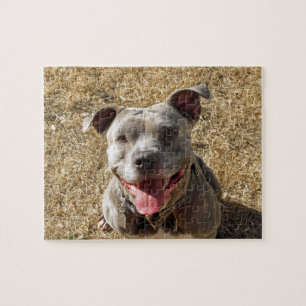 Glimlende Pitbull Puzzle Legpuzzel