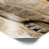 glimlende tortoise foto afdruk (Hoek)