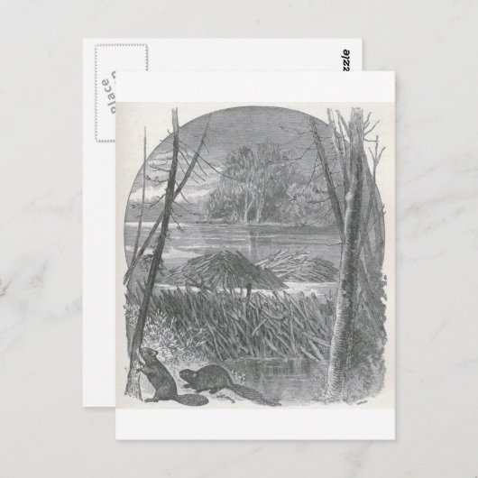 Glimpen van de Animate World - Beaver Dam Briefkaart (Voorkant / Achterkant)