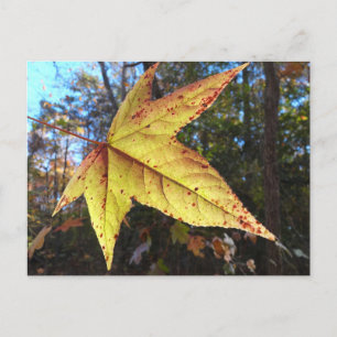 Glinsterend Sweetgum-blad in het bos Briefkaart
