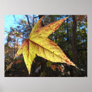 Glinsterend Sweetgum-blad in het bos Poster
