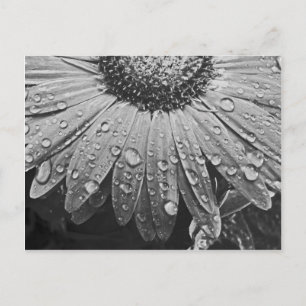 Glistening Rain Drops on Daisy Flower Briefkaart