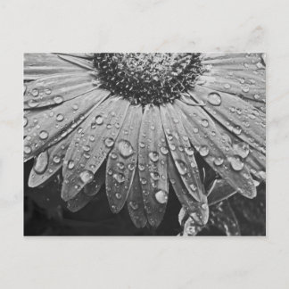 Glistening Rain Drops on Daisy Flower Briefkaart