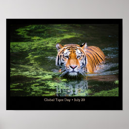 Global Tiger Day, TIGER-fotoPoster Poster