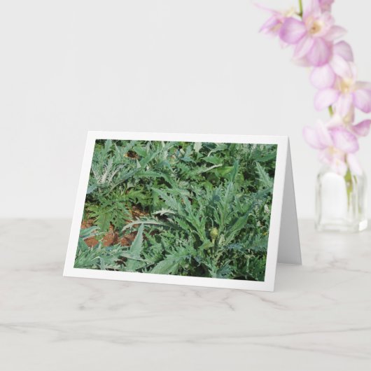 Globe Artisjok Distel Planten Kaart (Orchidee)