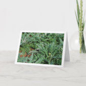 Globe Artisjok Distel Planten Kaart (Voorkant)