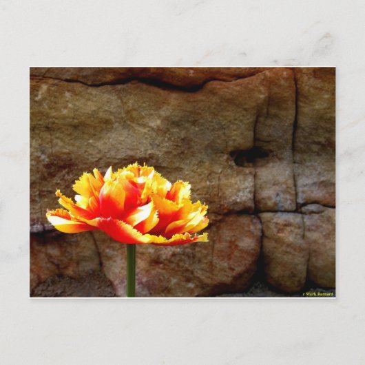 Gloed Tulip Briefkaart (Voorkant)