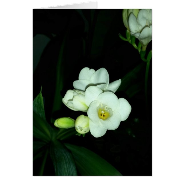 gloeien in het donker (Voorkant)