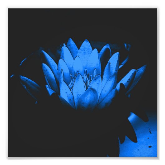 Gloeiend Blauw Water Lily Lotus Flower Abstract 8x Foto Afdruk (Voorkant)