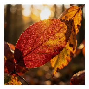 Gloeiend herfstblad achterlicht bos close-up perfect poster