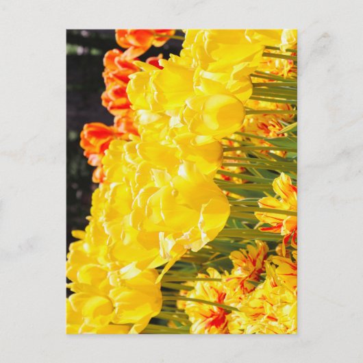 Gloeiend in de zon briefkaart (Voorkant)