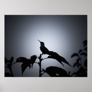 Gloeiend kolibrie silhouet poster