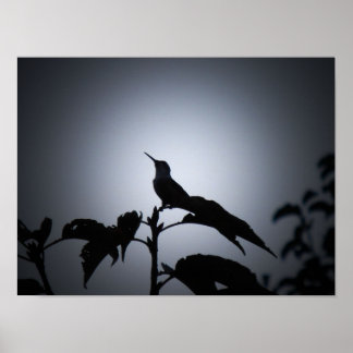 Gloeiend kolibrie silhouet poster